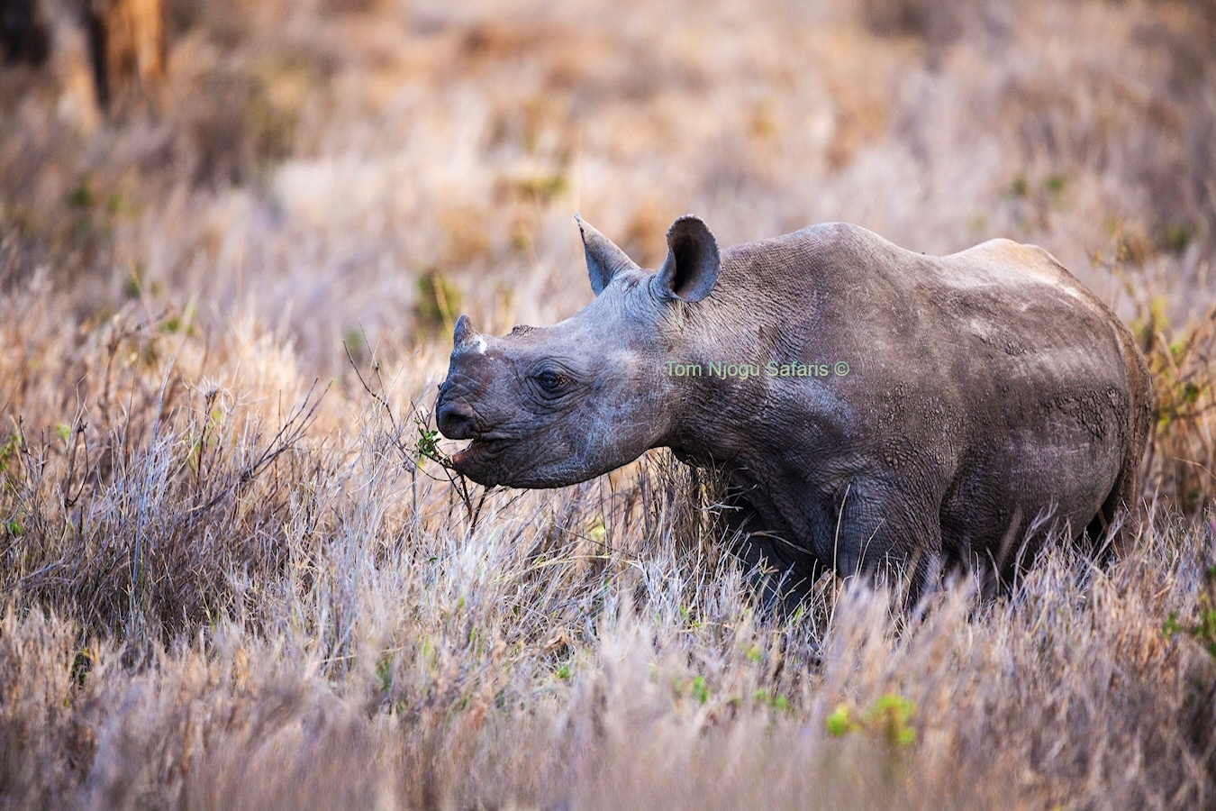 Open Book Branding item