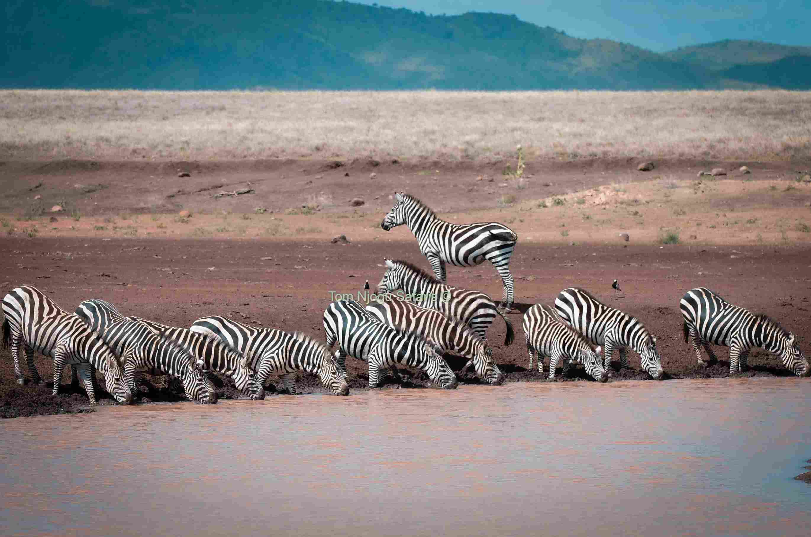 Card Board Boxes item