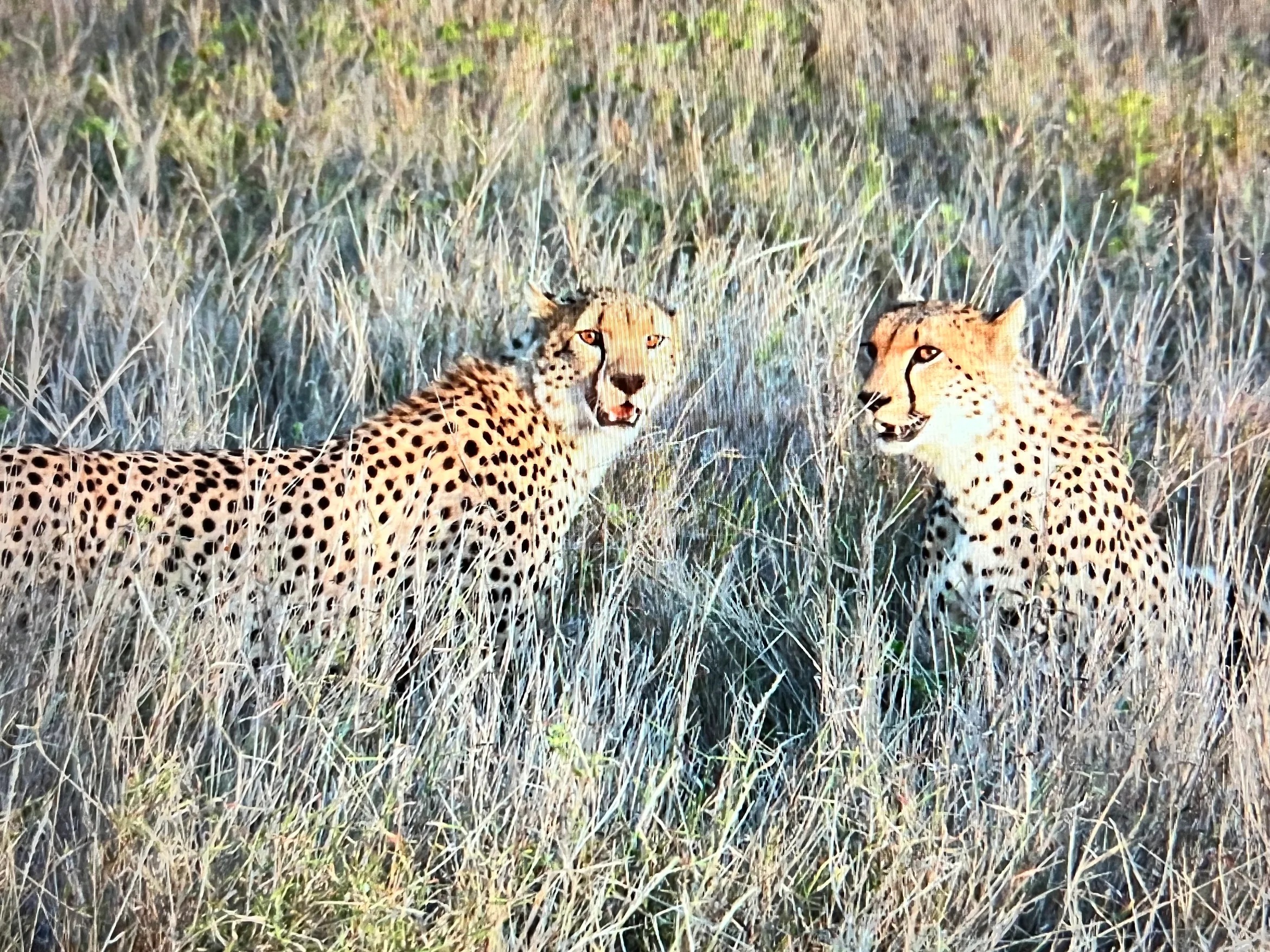 Should Small Businesses Be Entitled to Subsidies?