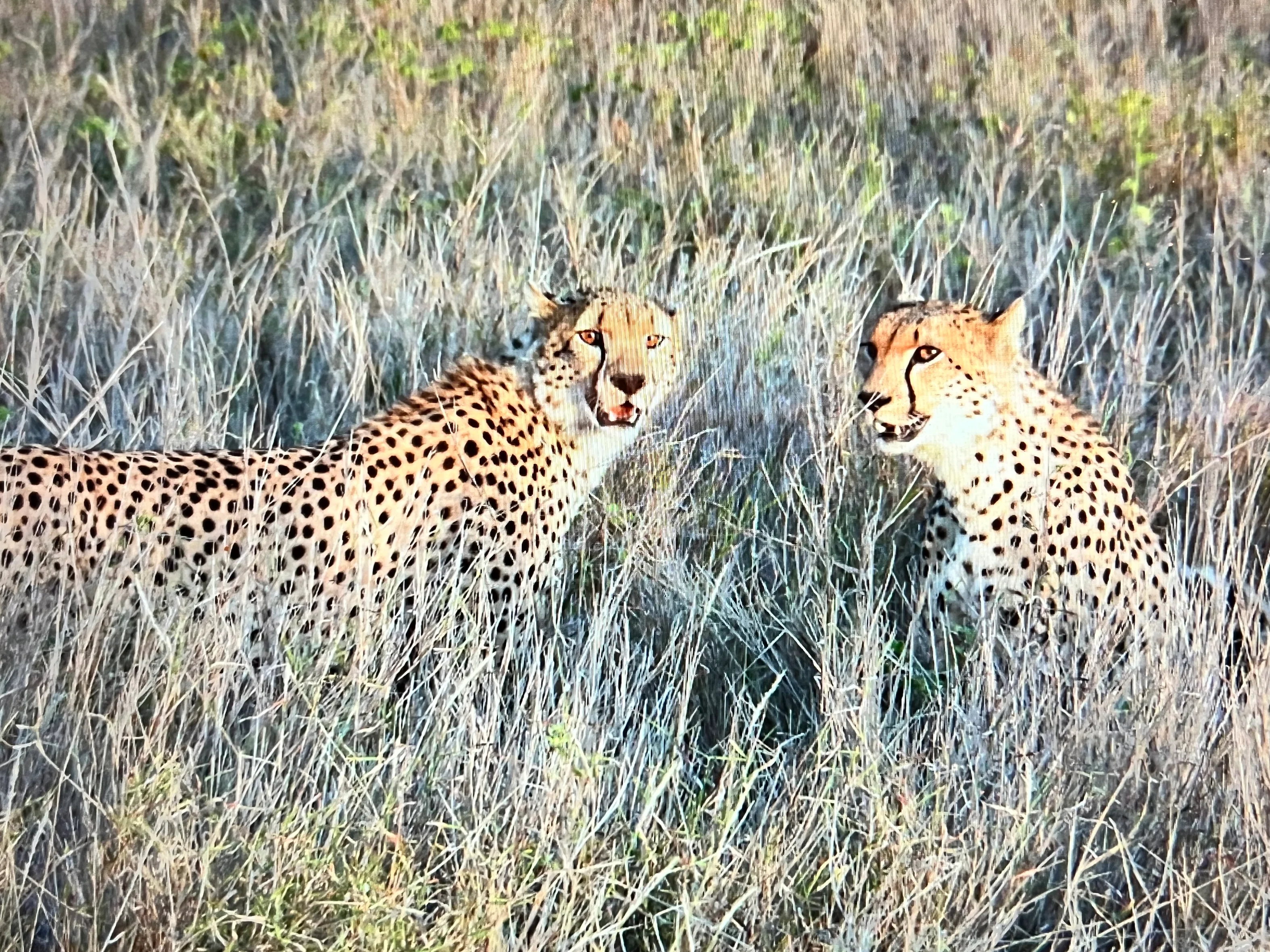 lewa?